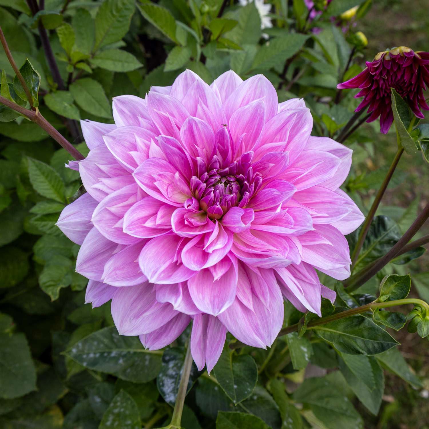Daalia 'Lavender Perfection'
